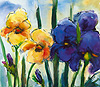 Iris gelb und blau
